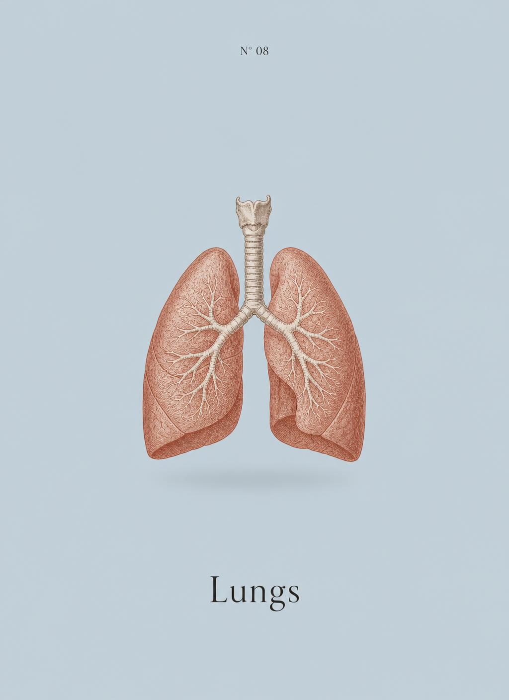 Preview: Lungs poster N°08